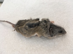 Peromyscus eremicus