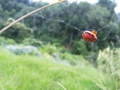 Paraplectana thorntoni