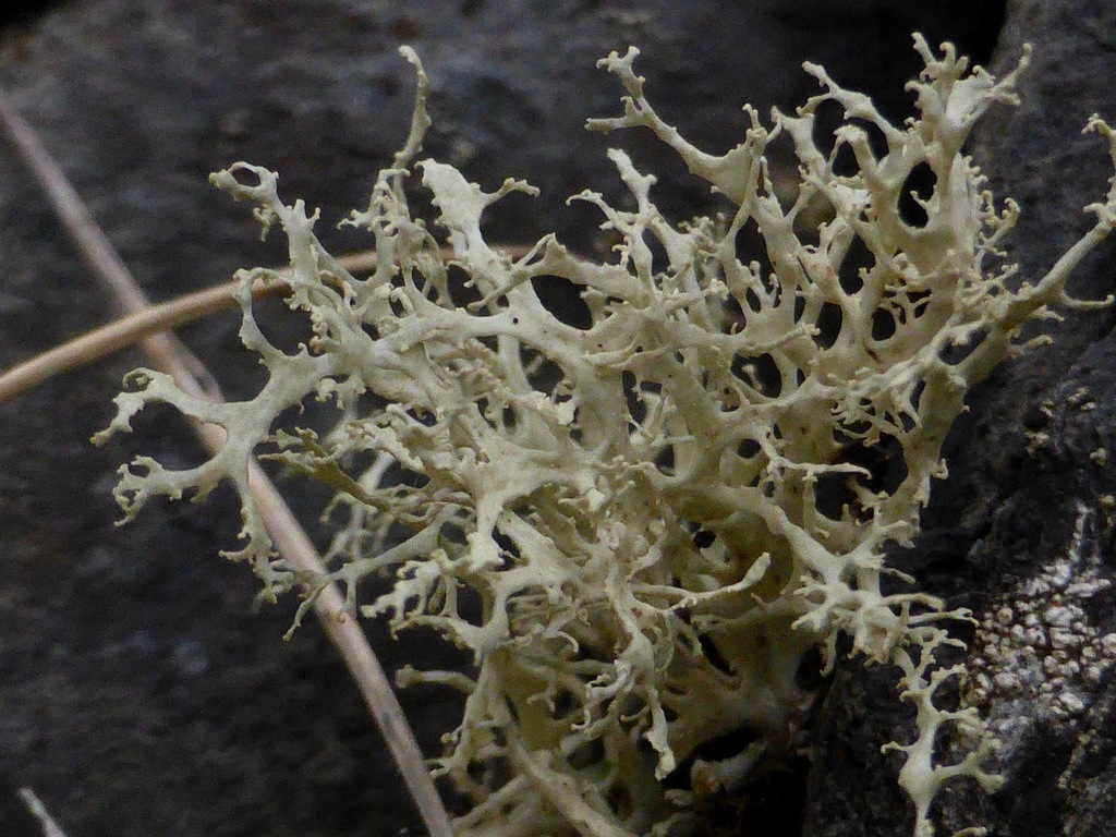 Broom Ribbon Lichen