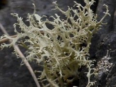 Ramalina scoparia