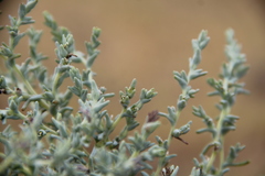 Climacoptera