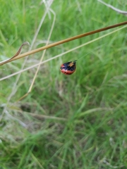 Paraplectana thorntoni