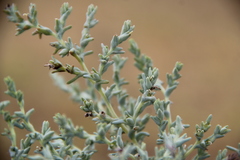 Climacoptera