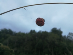 Paraplectana thorntoni