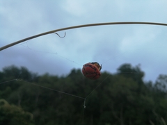 Paraplectana thorntoni