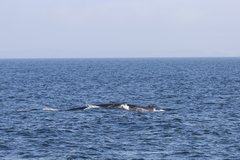 Balaenoptera physalus