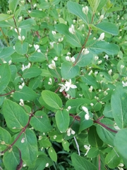 Lonicera tatarica