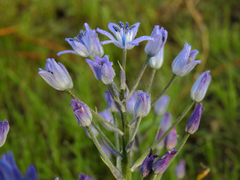 Hyacinthoides mauritanica