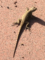 Sceloporus occidentalis