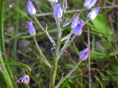 Hyacinthoides mauritanica