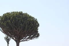 Euphorbia candelabrum