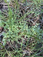 Holosteum umbellatum