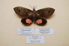 Tetrisia florigera