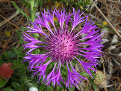 Centaurea polyacantha