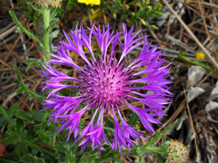 Centaurea polyacantha