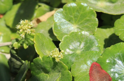 Hydrocotyle verticillata