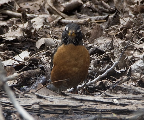 American Robin photographed in Oklahoma