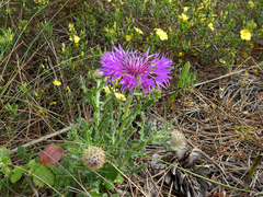 Centaurea polyacantha