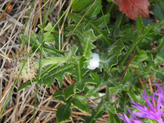 Centaurea polyacantha