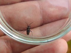 Capsodes sulcatus
