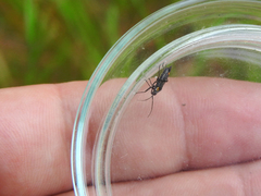 Capsodes sulcatus