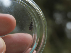 Capsodes sulcatus