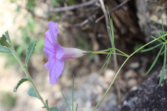 Ipomoea ternifolia
