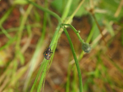 Capsodes sulcatus