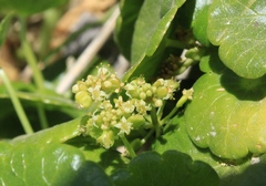 Hydrocotyle prolifera