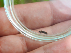 Capsodes sulcatus