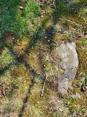 Bryopsida
