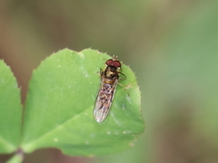 Episyrphus balteatus