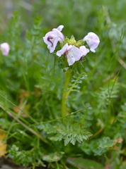 Pedicularis rhinanthoides