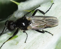 Bibio hortulanus