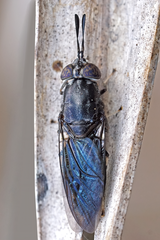 Hermetia sexmaculata