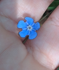 Omphalodes nitida