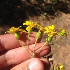 Senecio prionopterus