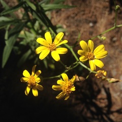 Senecio prionopterus