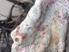 Homotrema rubrum
