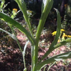Senecio prionopterus