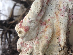 Homotrema rubrum