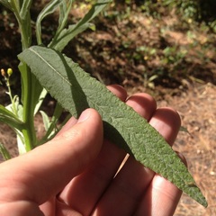 Senecio prionopterus