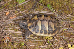 Testudo marginata