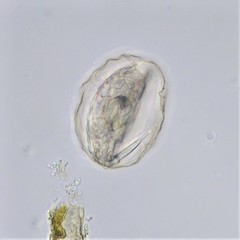 Lecane closterocerca