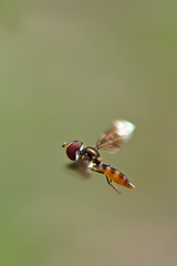 Ocyptamus antiphates