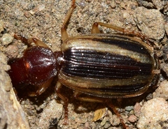 Cymindis lineola