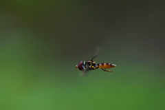 Ocyptamus antiphates