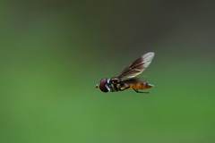 Ocyptamus antiphates