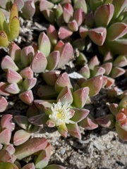 Delosperma guthriei