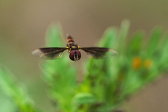 Ocyptamus antiphates